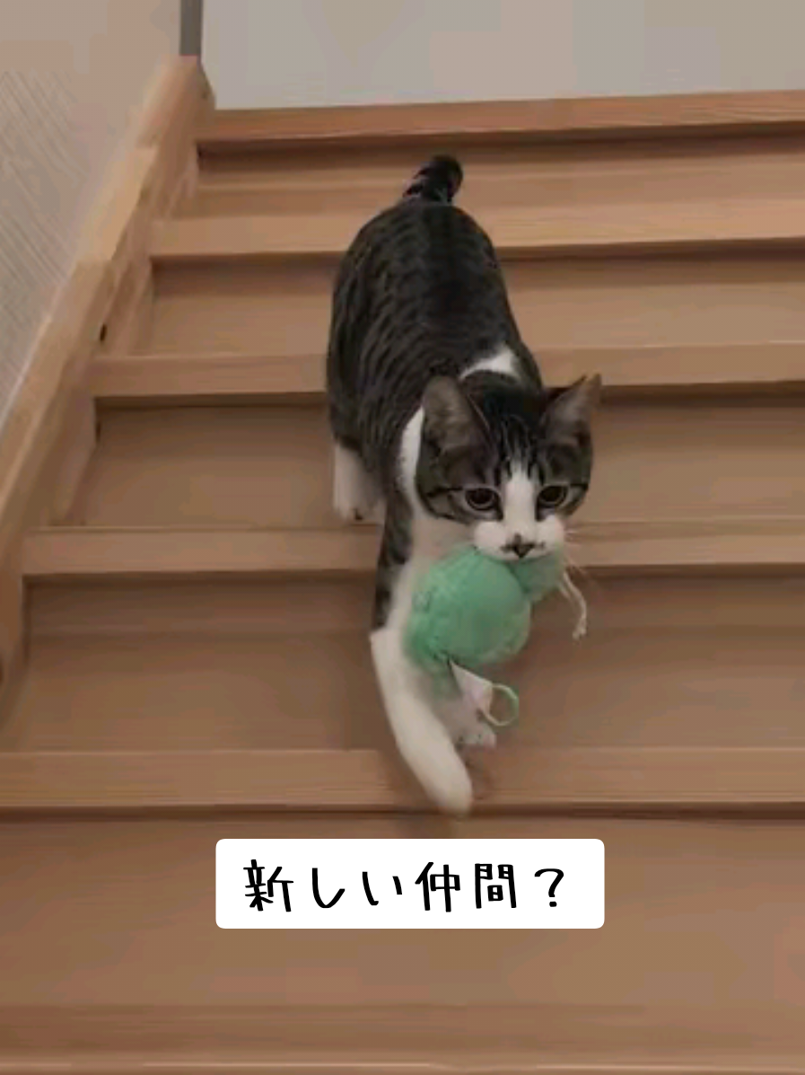 @にゃんご🐱