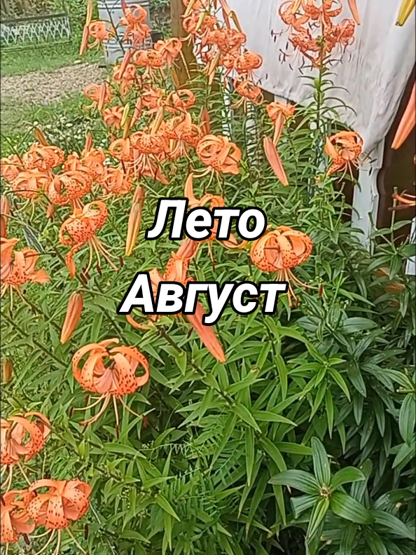 @Деревенская бабушка