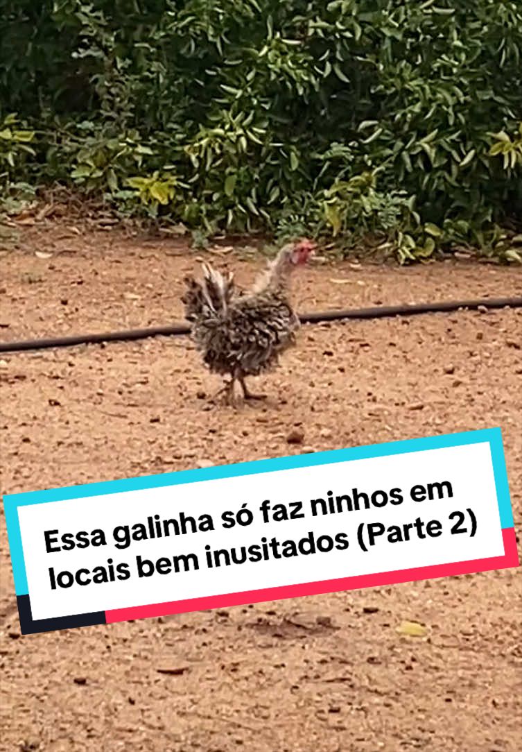 @Fernando Luiz
