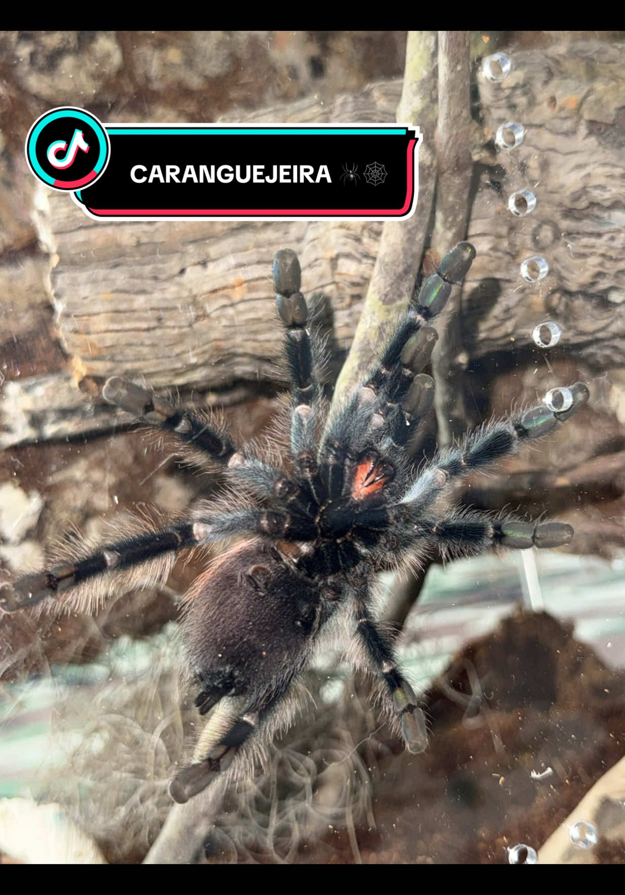 @Eubiologodiego