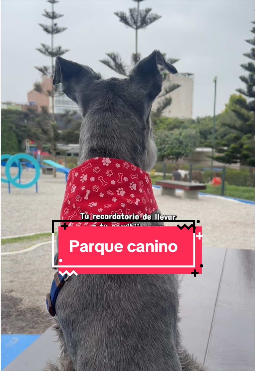 @lukah_schnauzer
