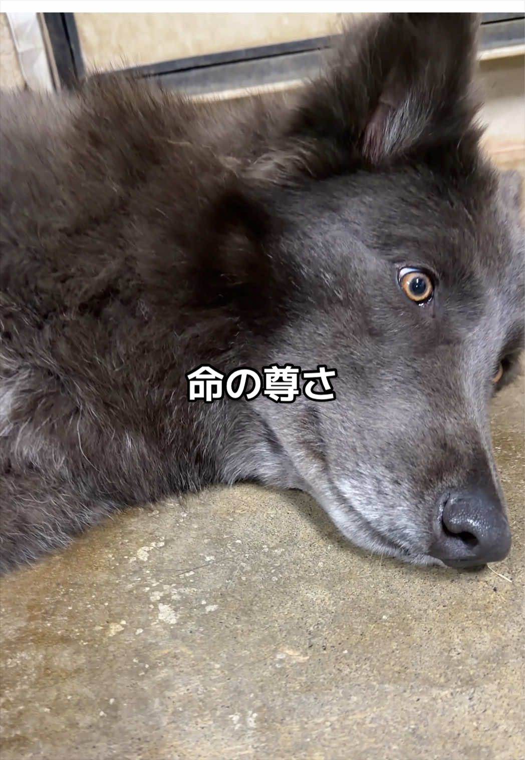 @ローズウルフ/ウルフドッグ犬舎
