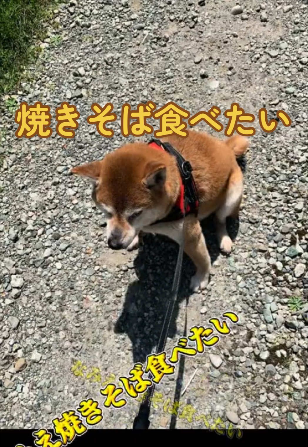 @ron_shiba