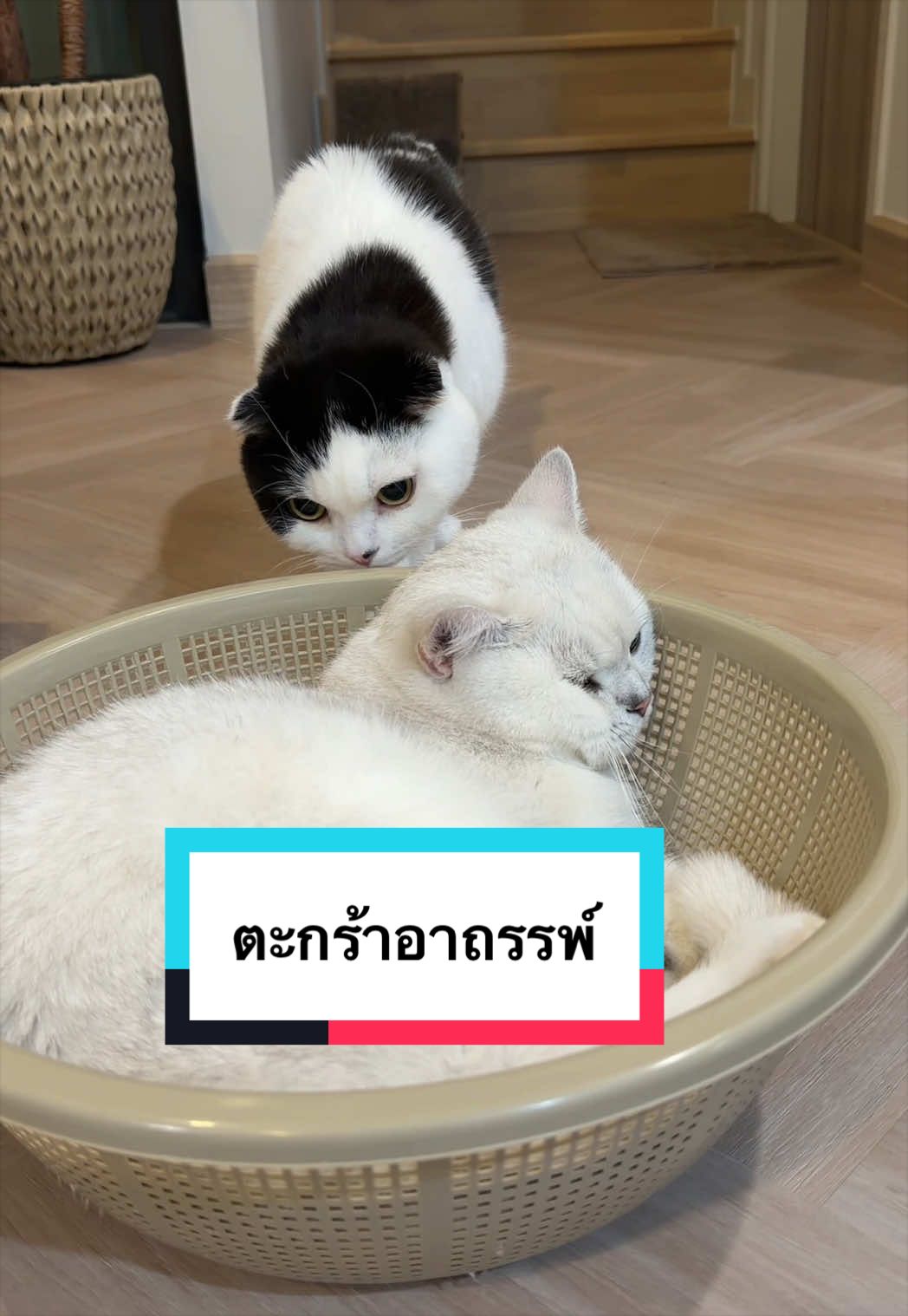 @คิมบับครับผม
