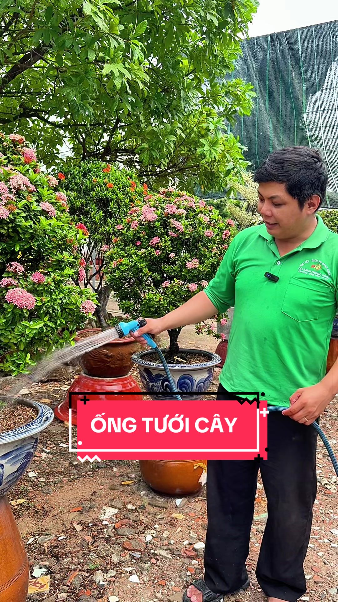 @C&acirc;y Xanh Phong Hồng