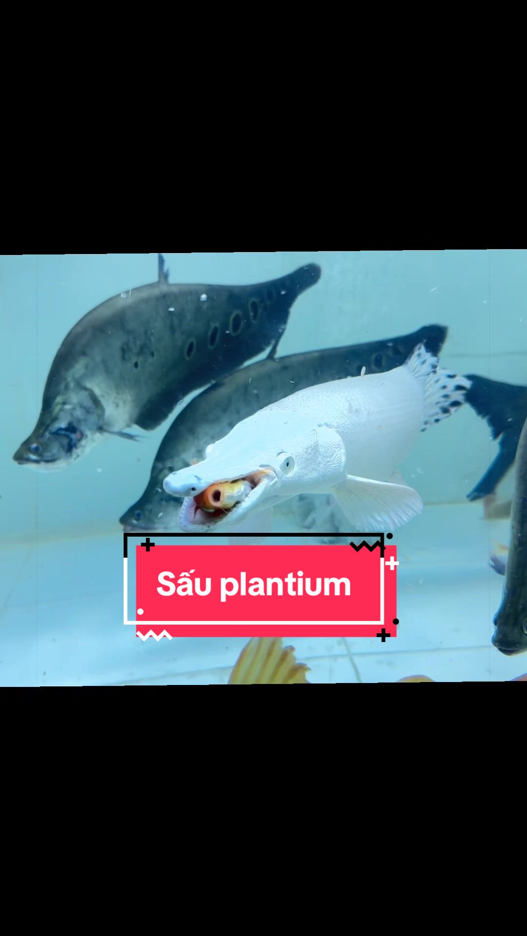 @Ph&aacute;t Đạt B&aacute;n C&aacute; 😎🐠🦈