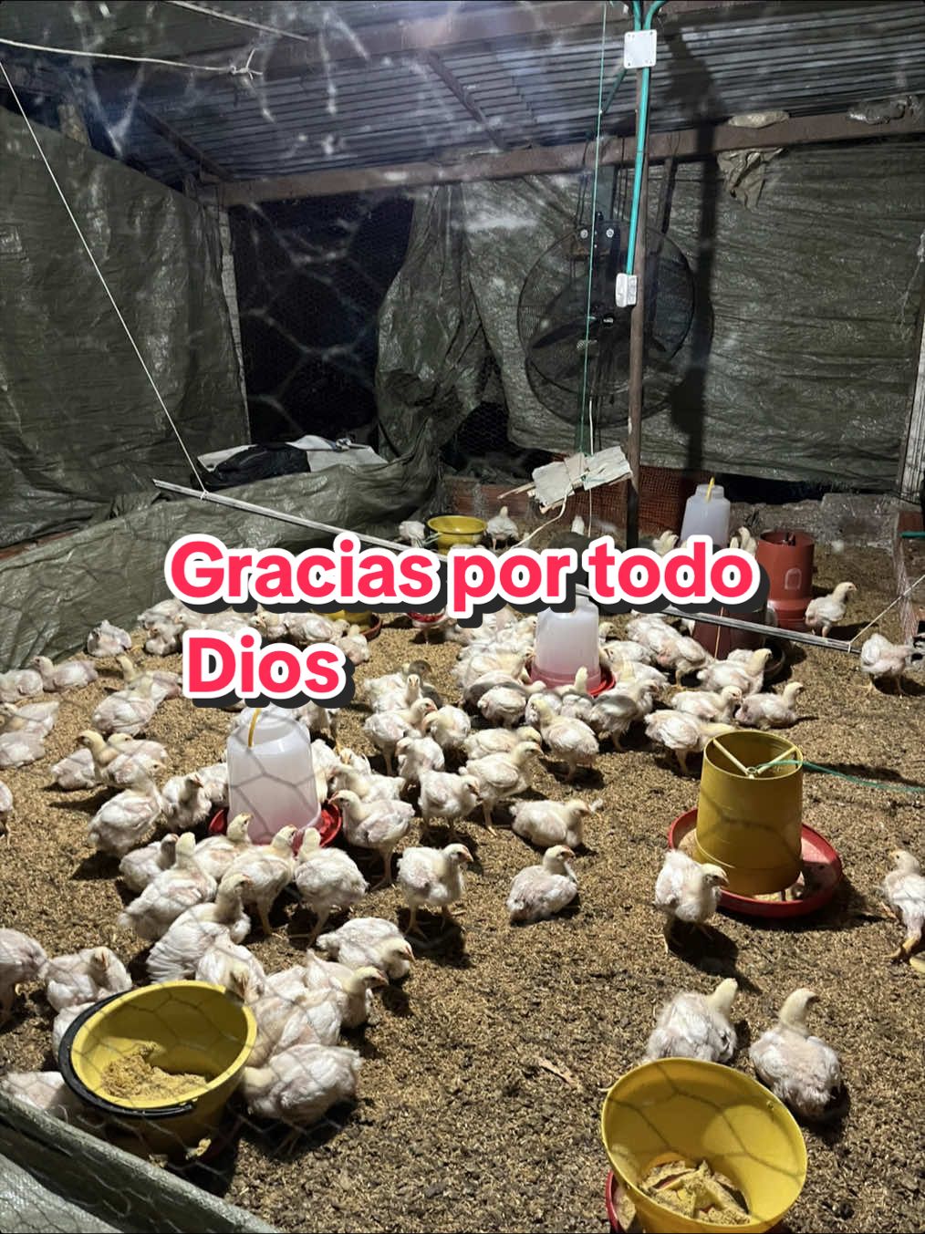 @elmagnatedelospollos