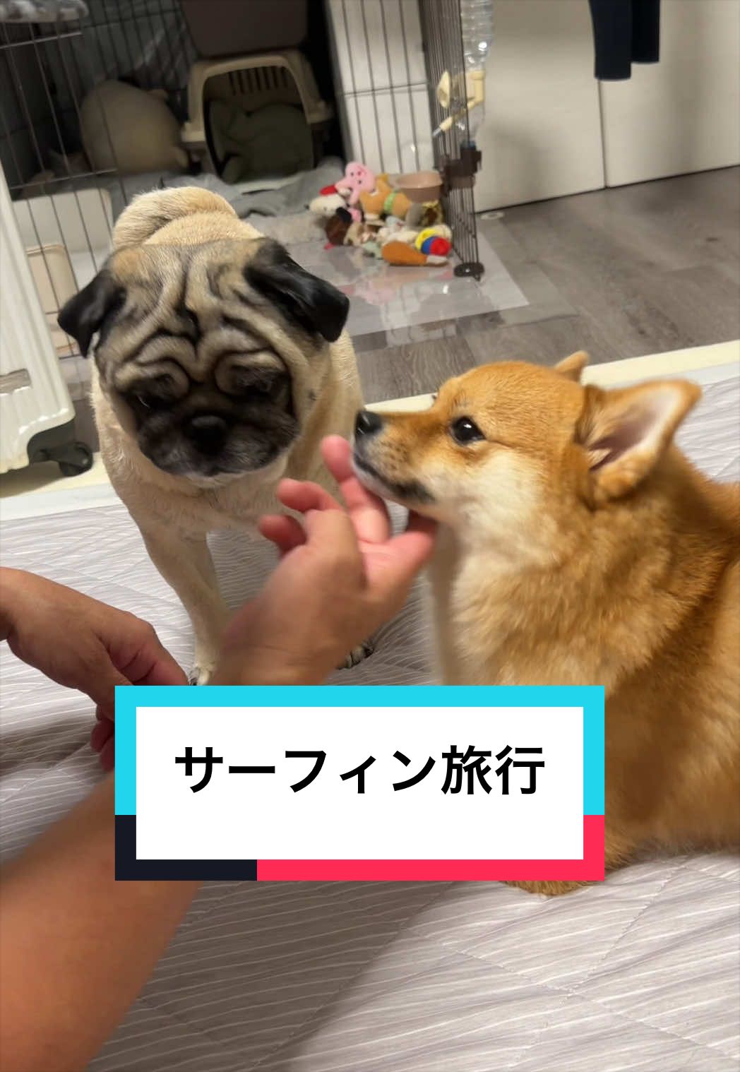 @🐶とん&ぺっぺこぺー🦊