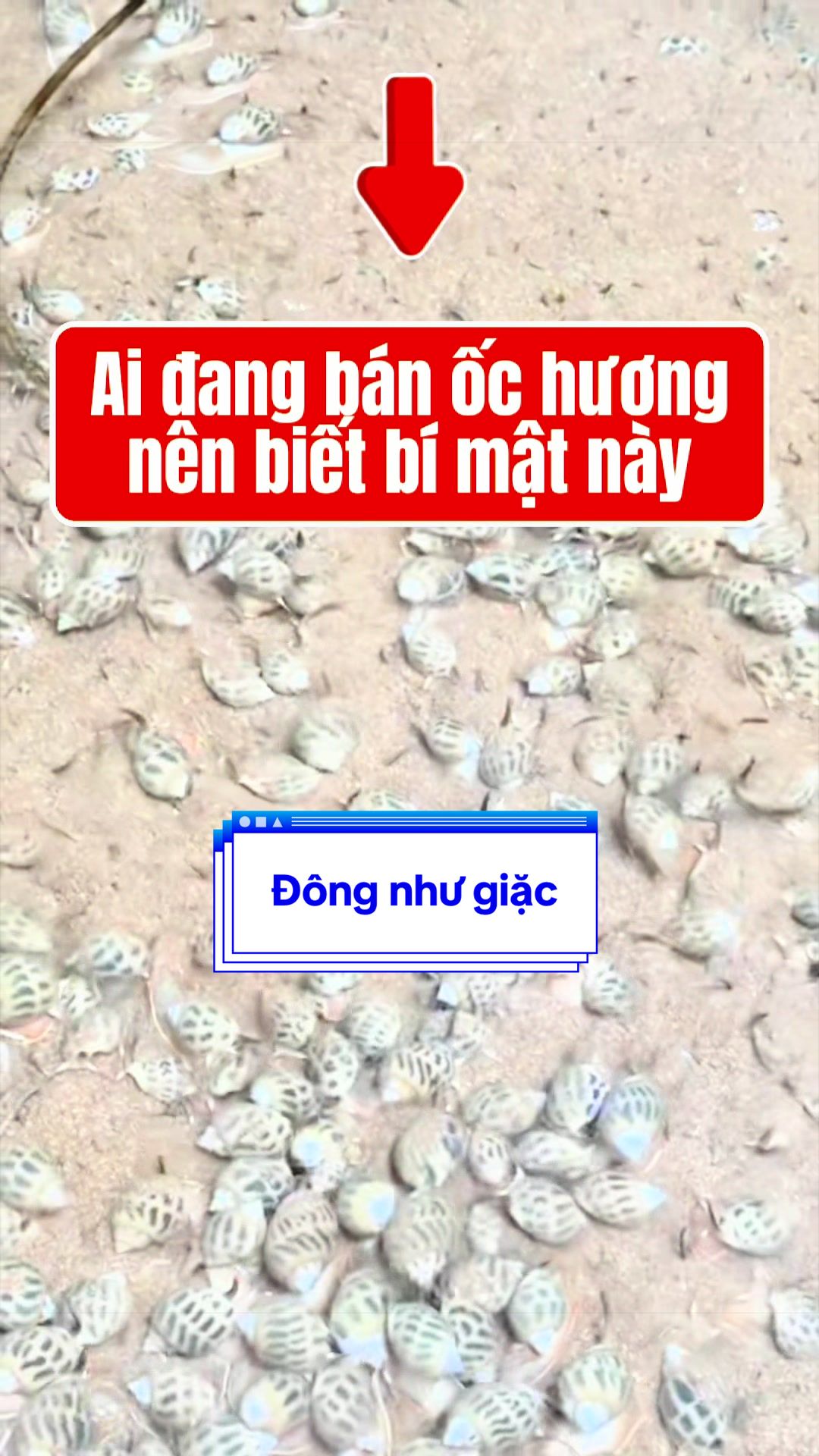 @Mr Qu&acirc;n