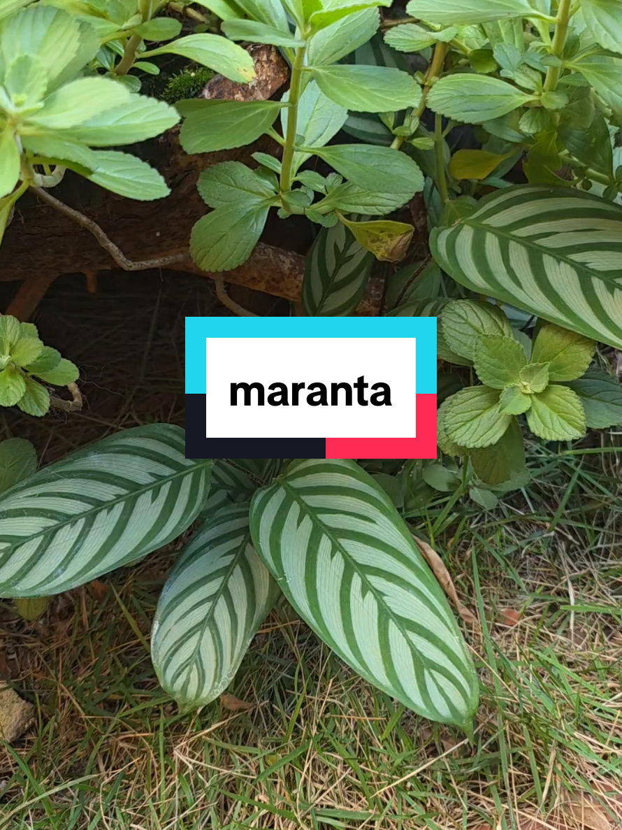 @Dicas e Receitas Naturais