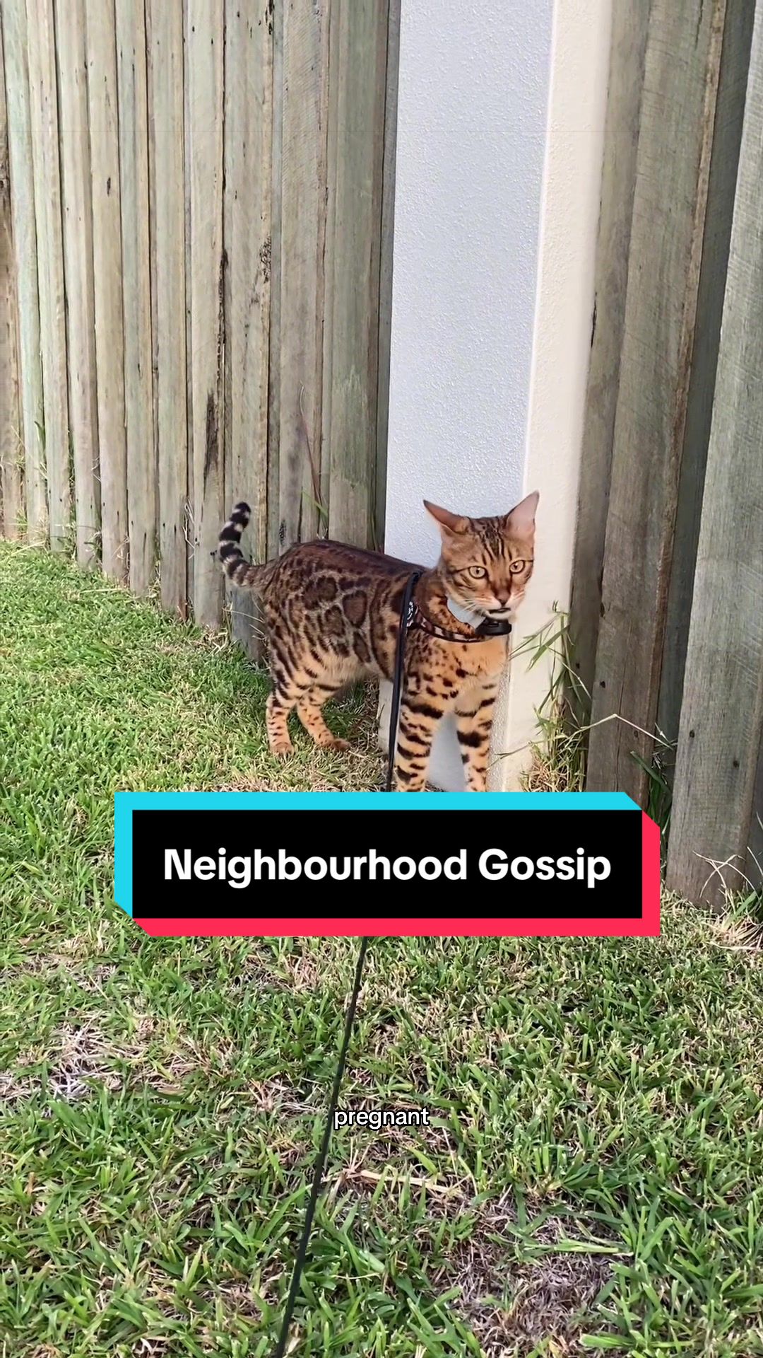 @Skeeter The Bengal