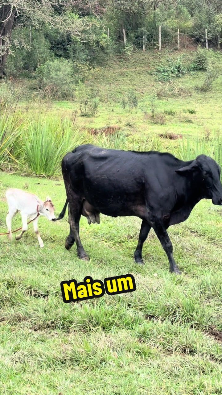 @Silvana Franco /vida na ro&ccedil;a