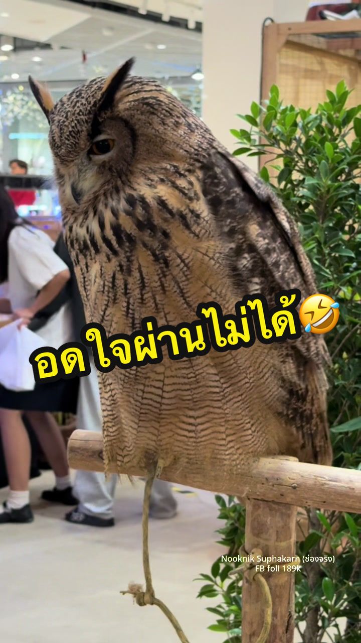 @NOOKNIK SUPHAKARN (ช่องหลัก)