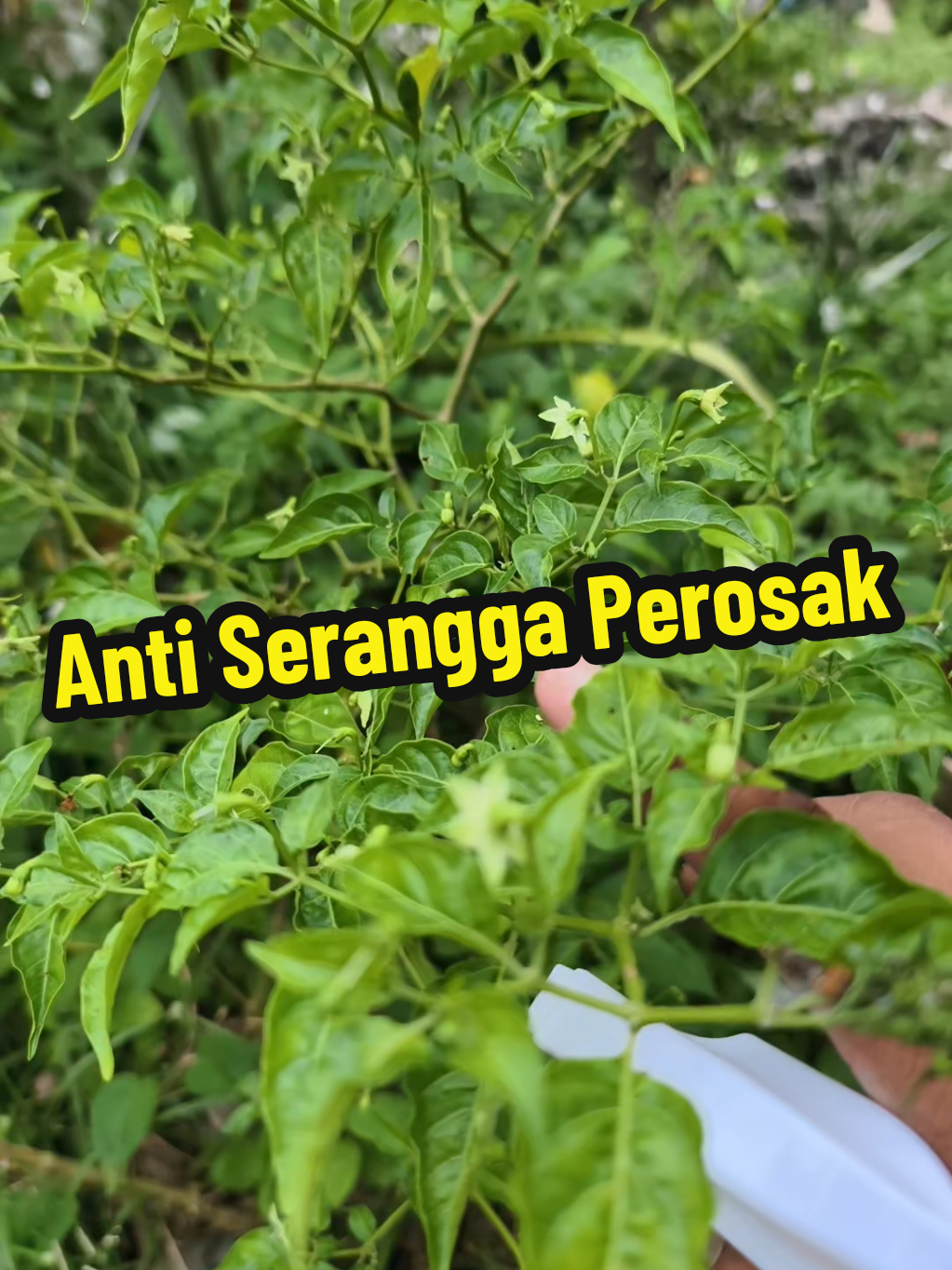 @Pak Ndak Koba