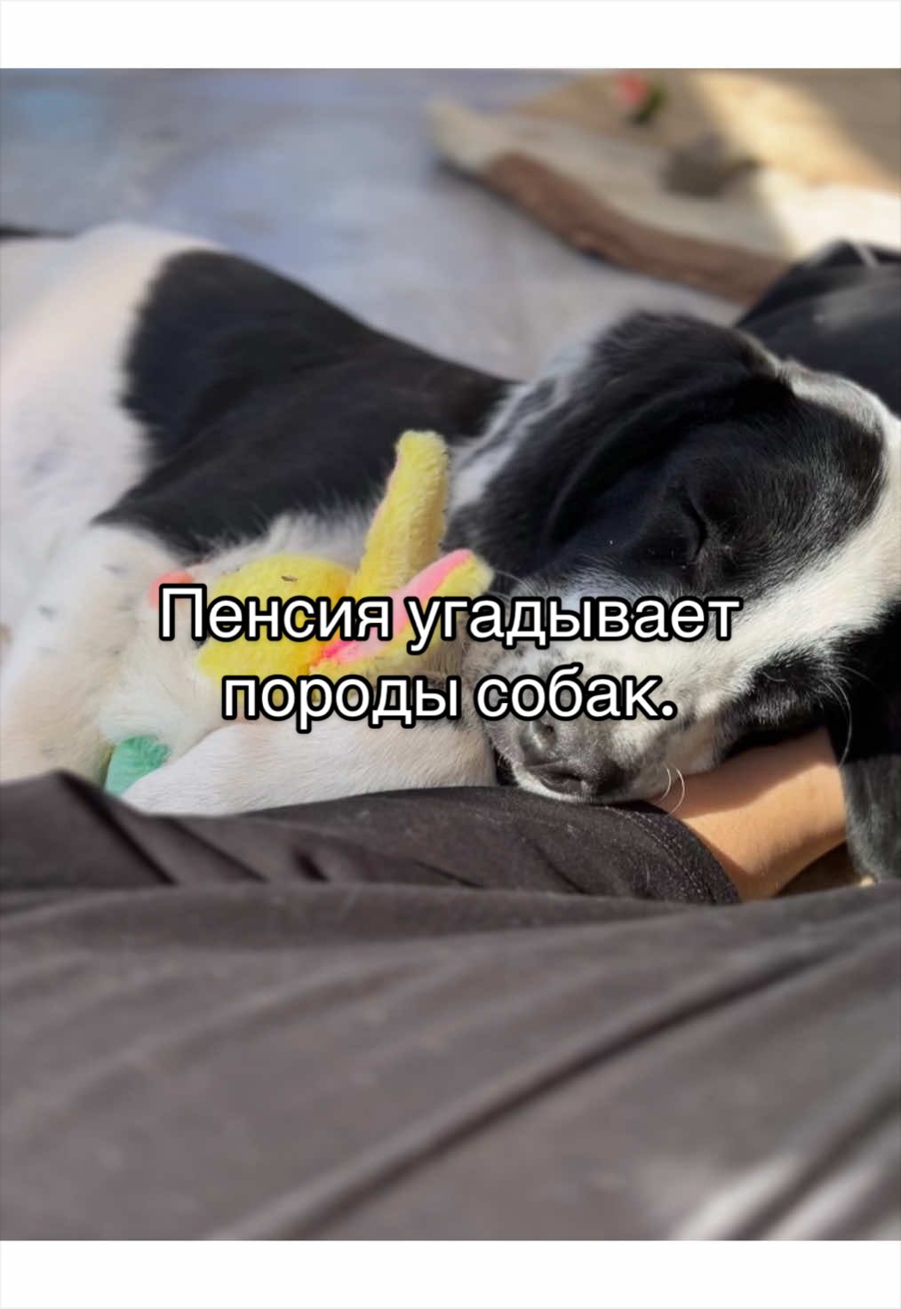 @🐾чёрно-белый ушехлоп🦎