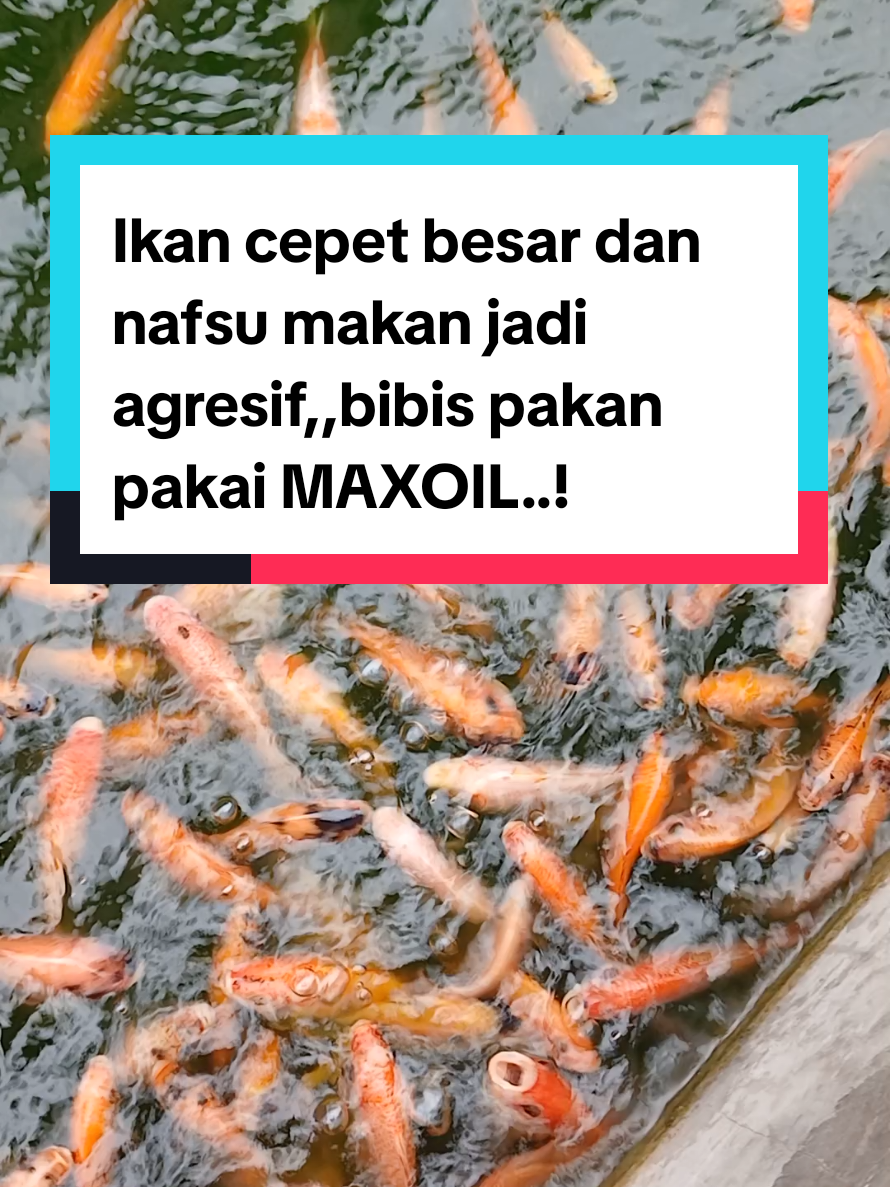 @Kang_Ewi