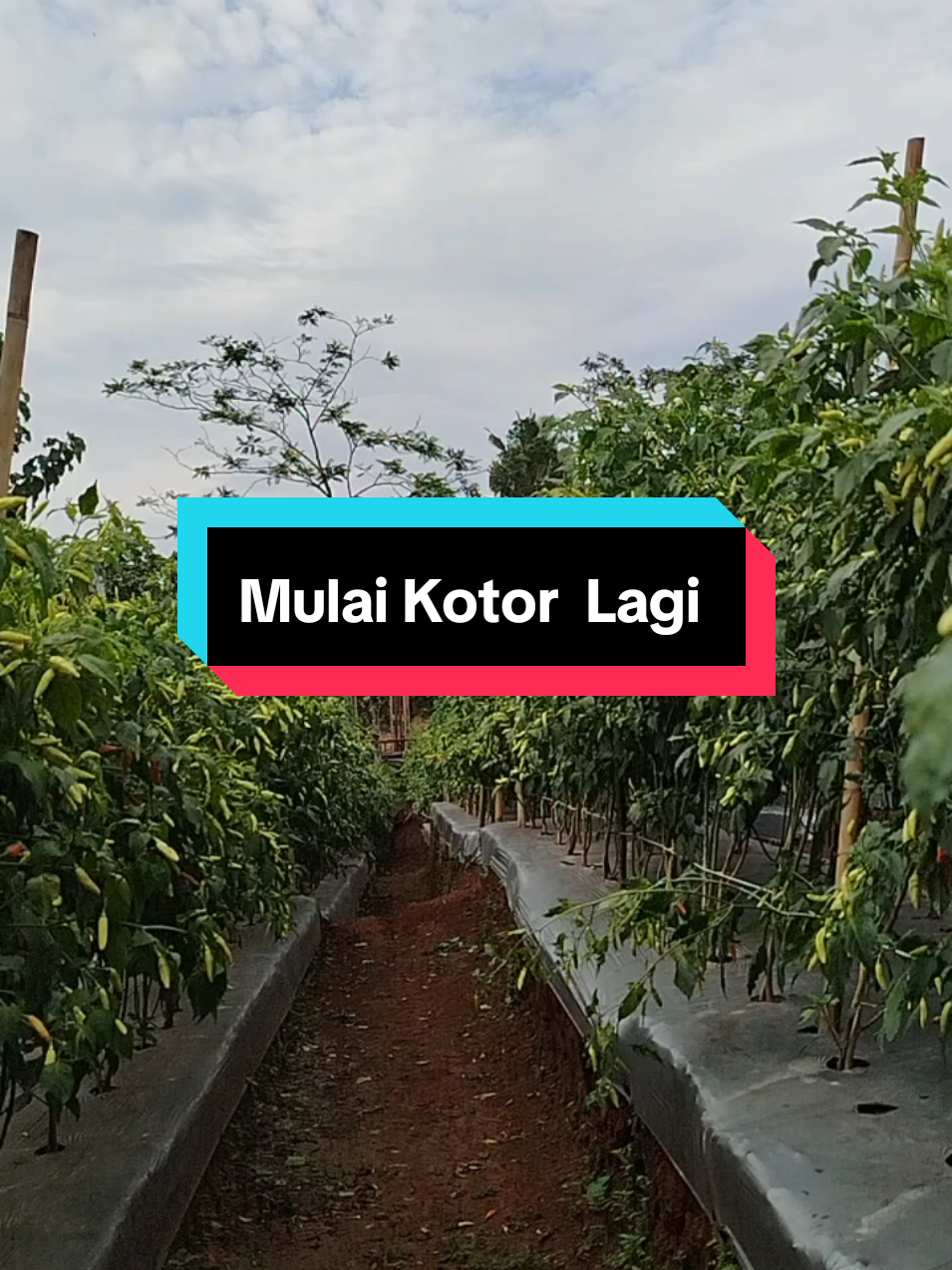 @SenimanPertanianCikancahTV