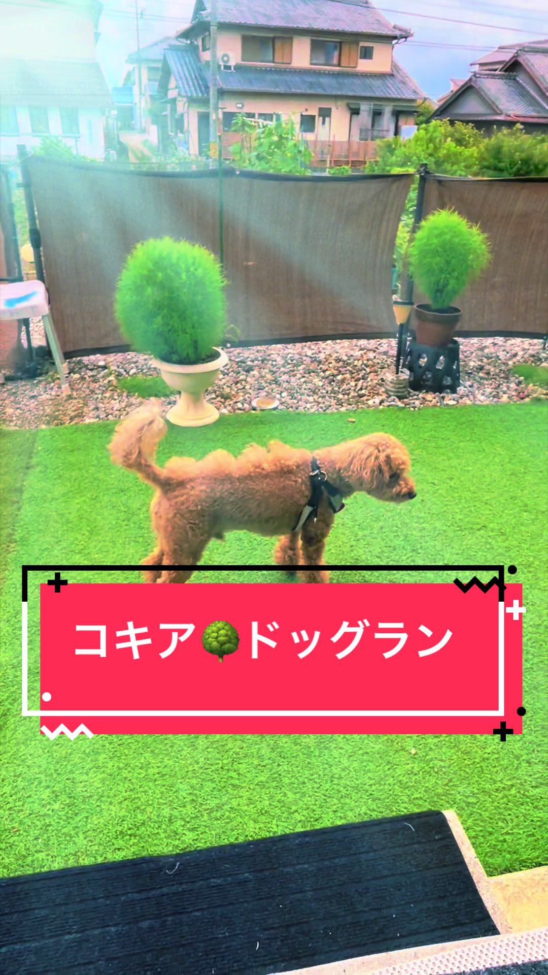 @カンキツ
