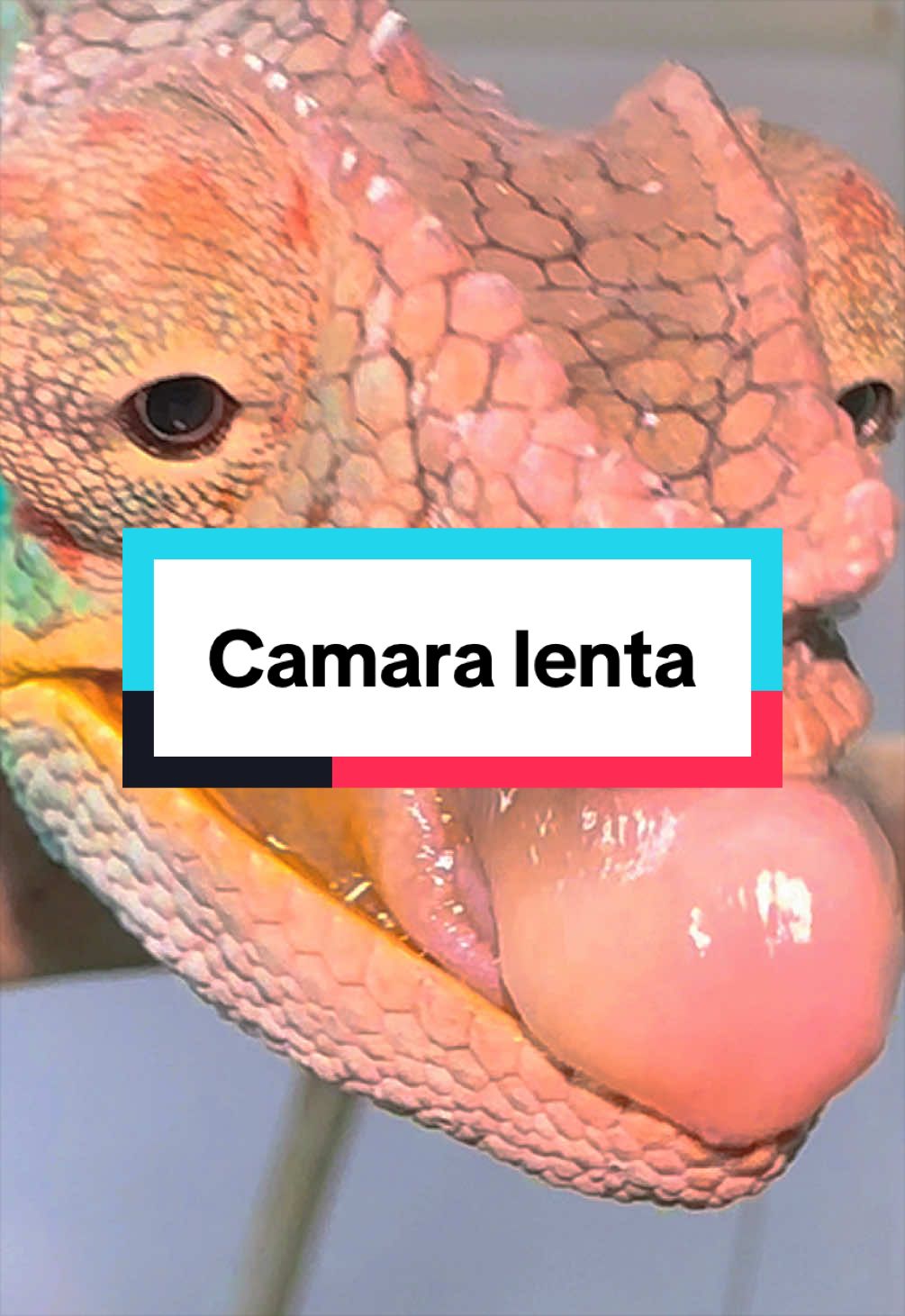 @ReptilMania