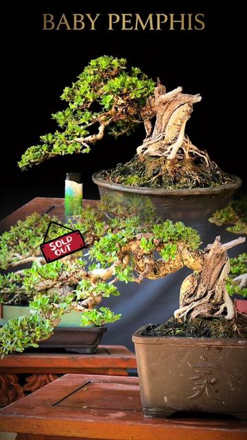 @warbonsai_purwodadi