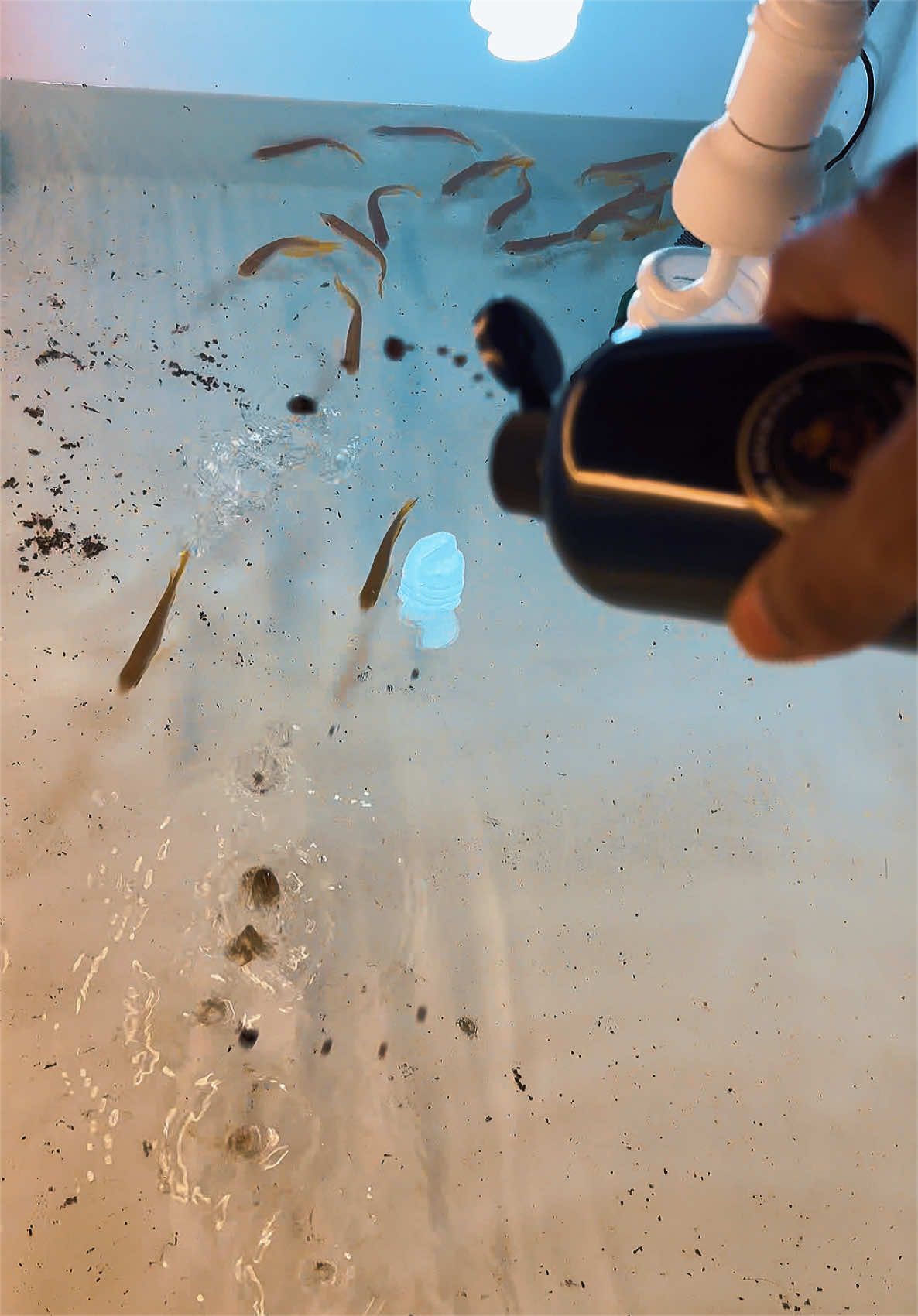 @MK AROWANA SPECIALIST