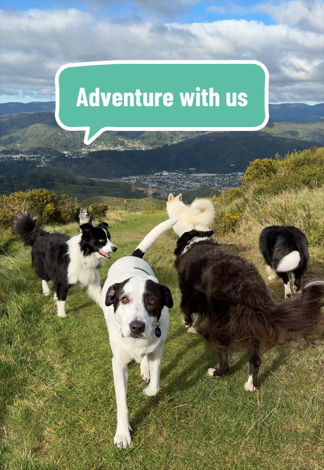 @Beks 🐺 Dog Handler 🇳🇿