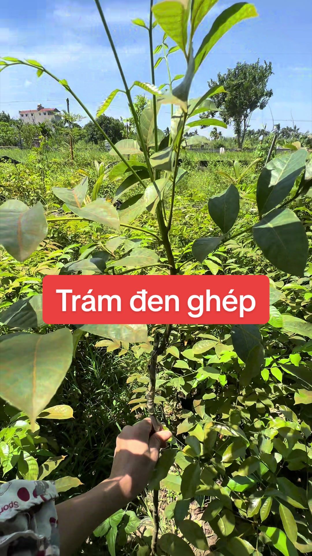 @Nh&agrave; Vườn Vũ Mai
