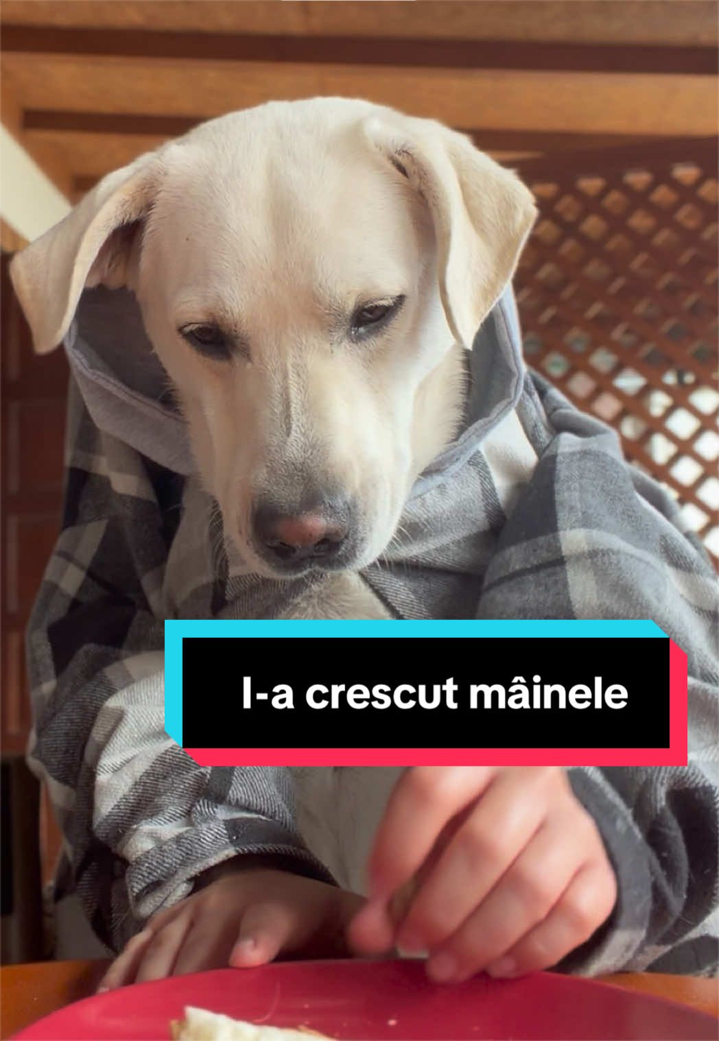 @Larisa🐾Taison