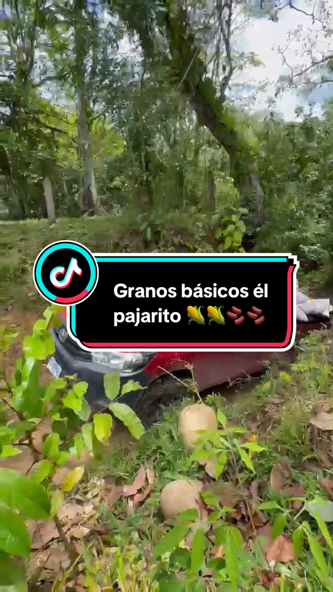 @Granos básicos él pajarito 🌽