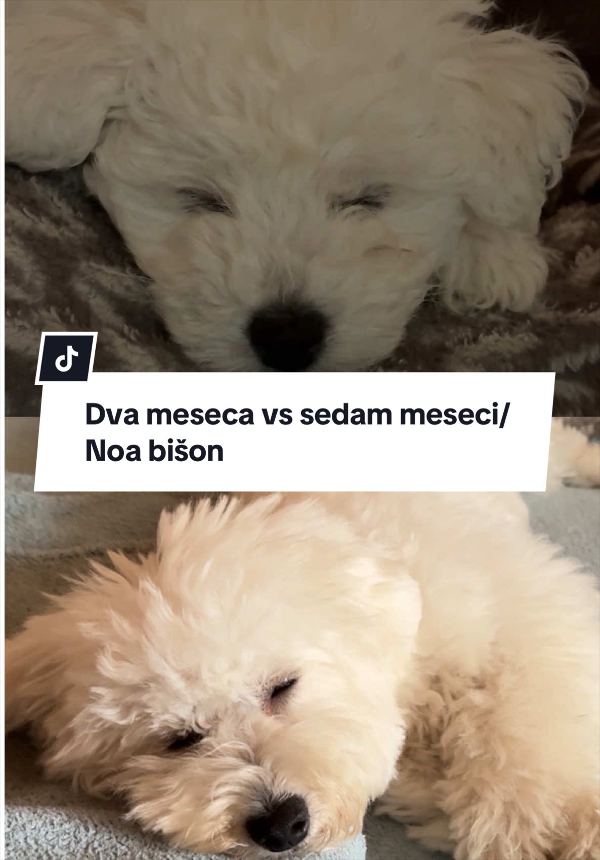 @Medić Bojana