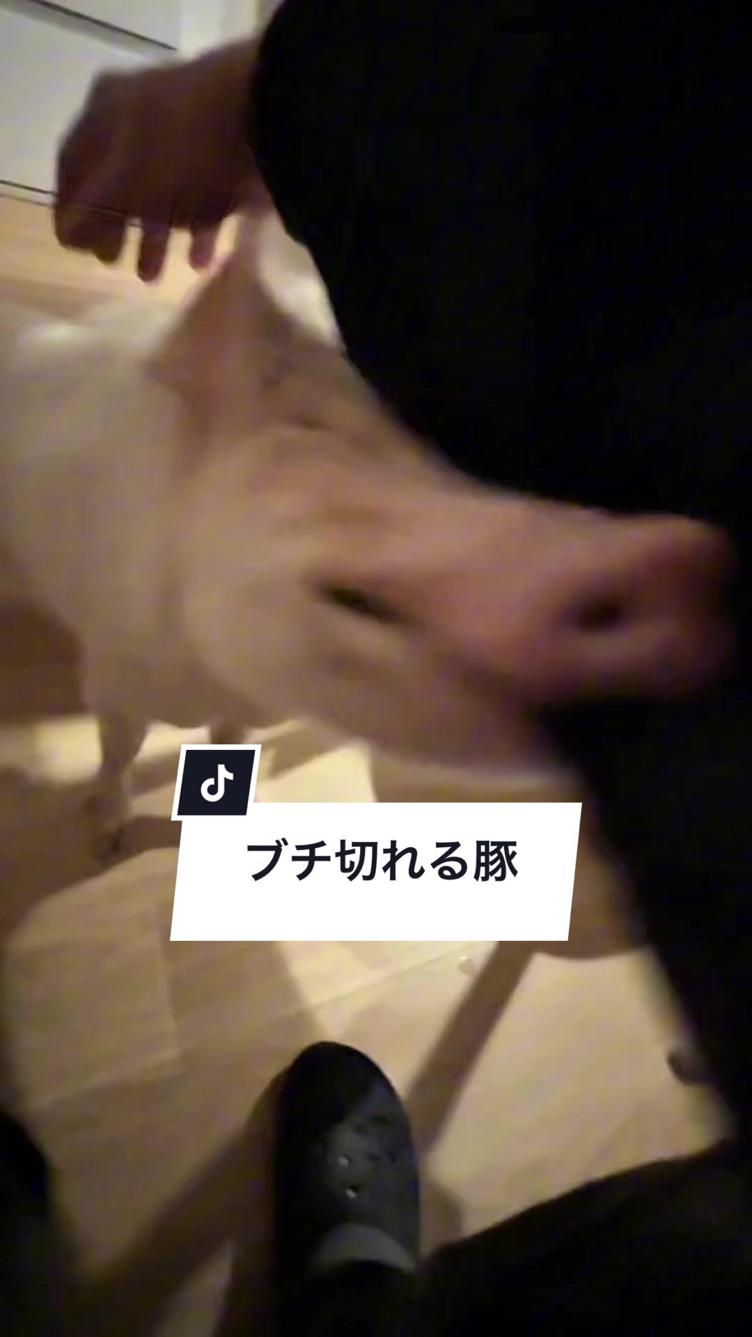 @めんべぇ家🐽💢