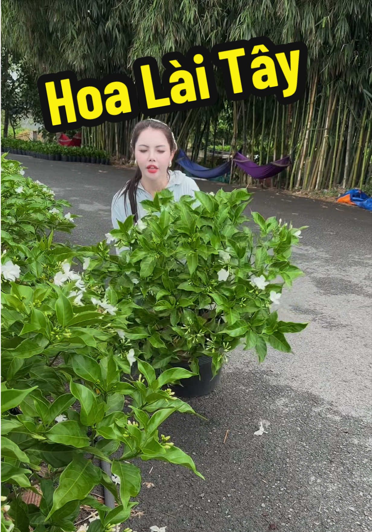 @Tiệm Lá Nhỏ