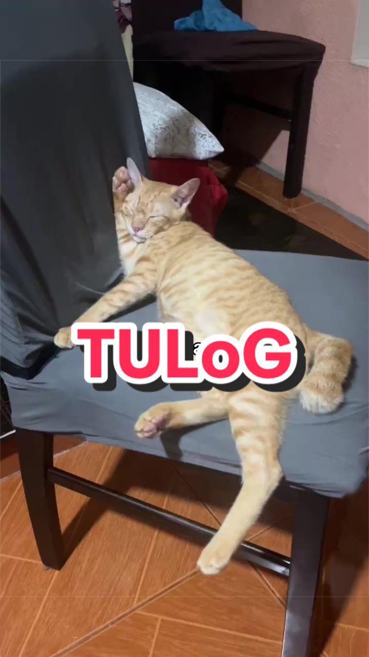@Sir Ci 🐢