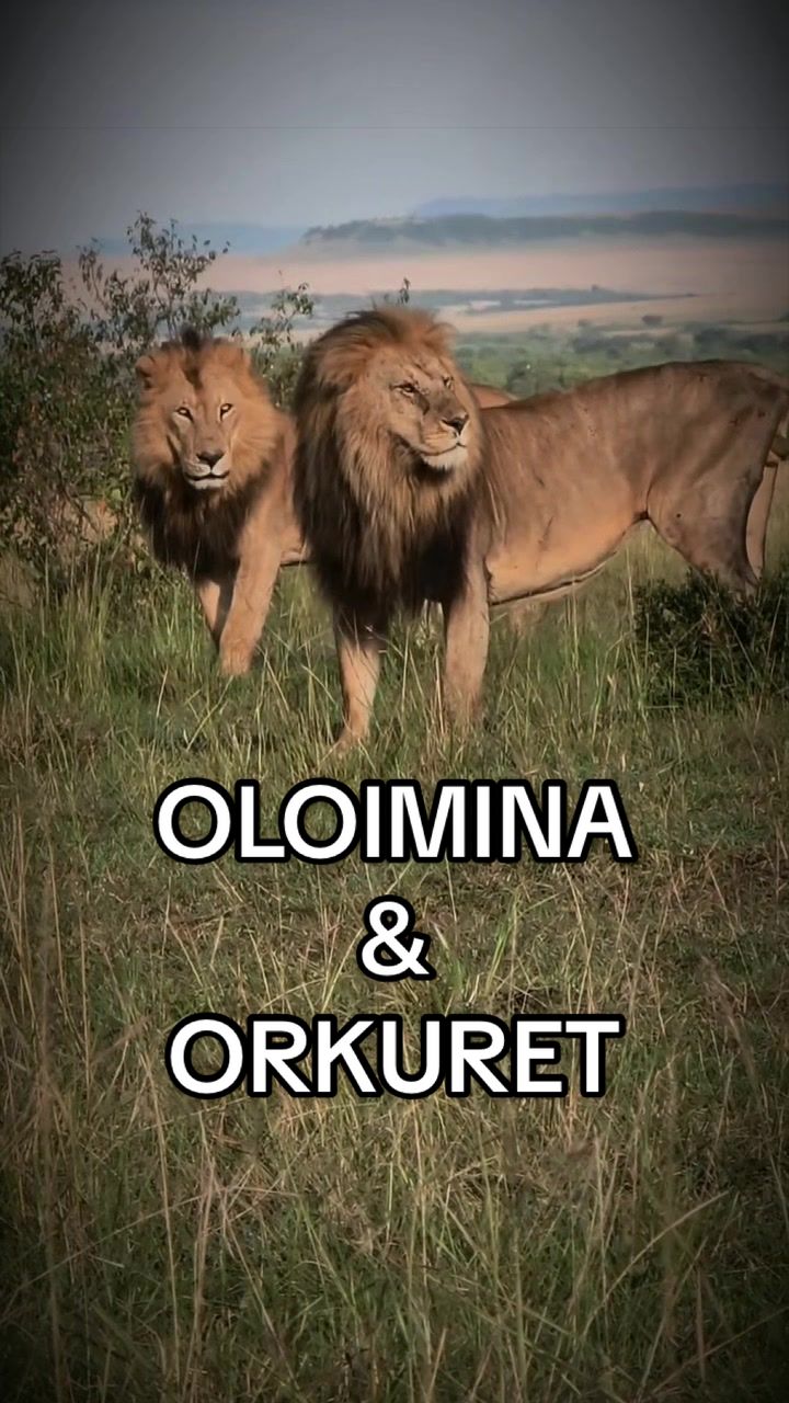 @Nai | LION EXPERT 🌍