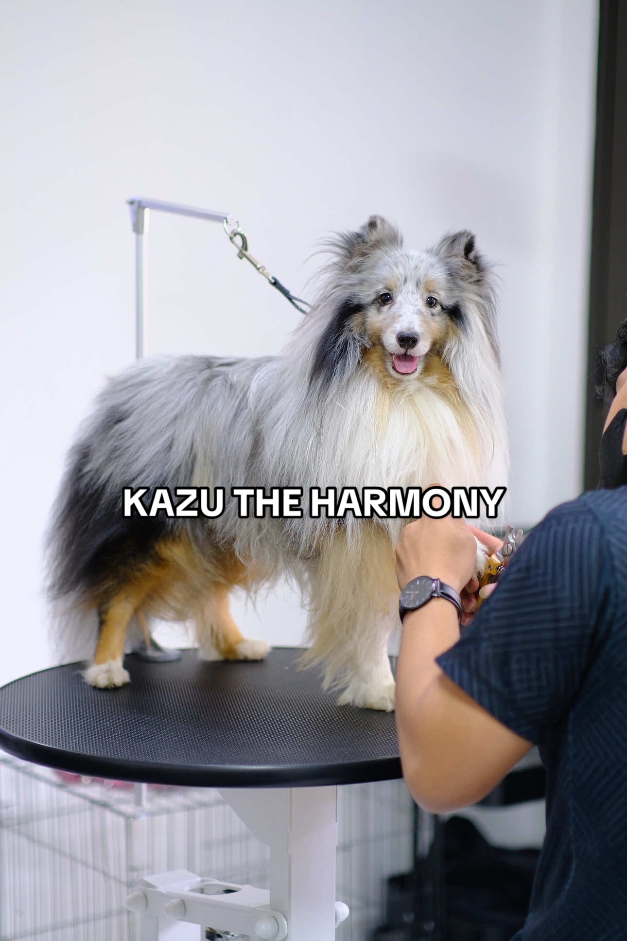 @KAZU