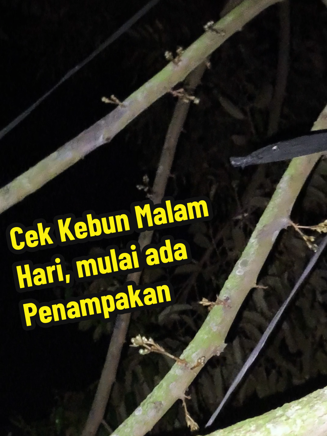 @Alas Durian Jepara