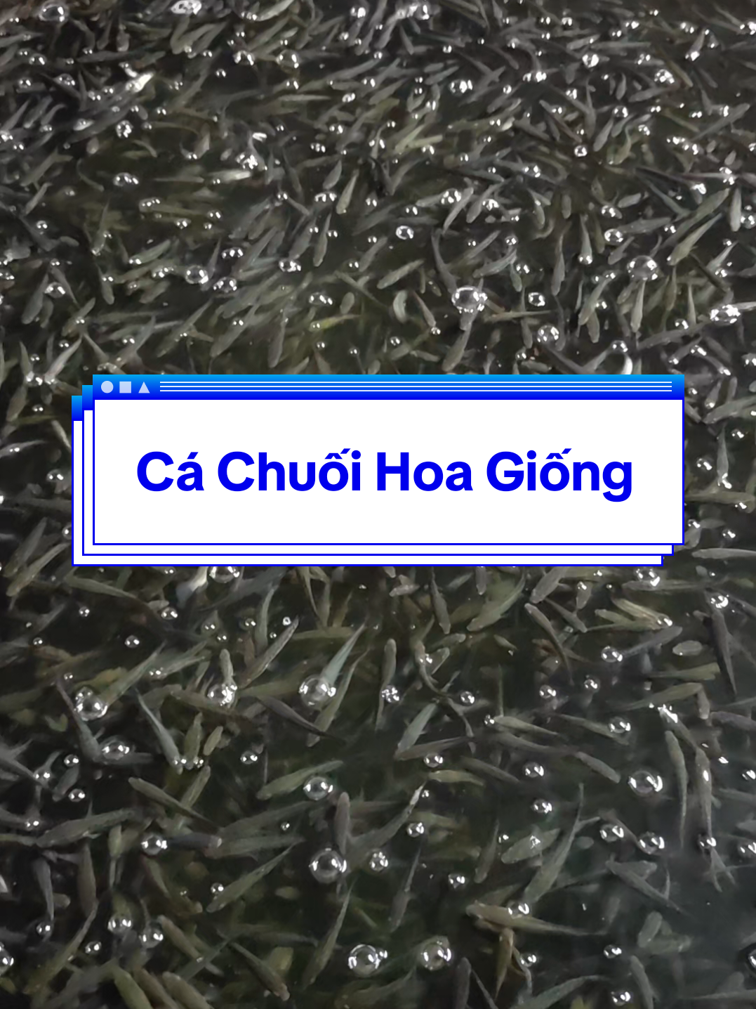 @Cá Chuối Hoa