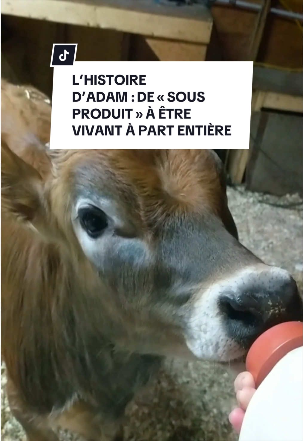 @Montreal SPCA