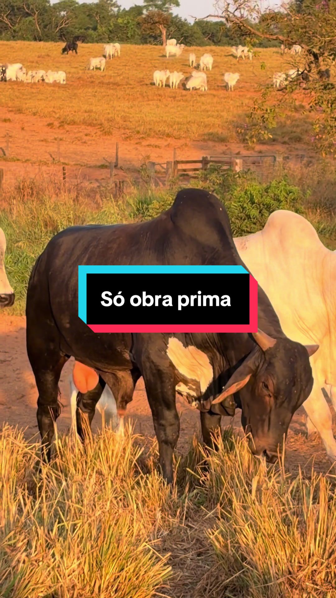 @🍀Santos🚜