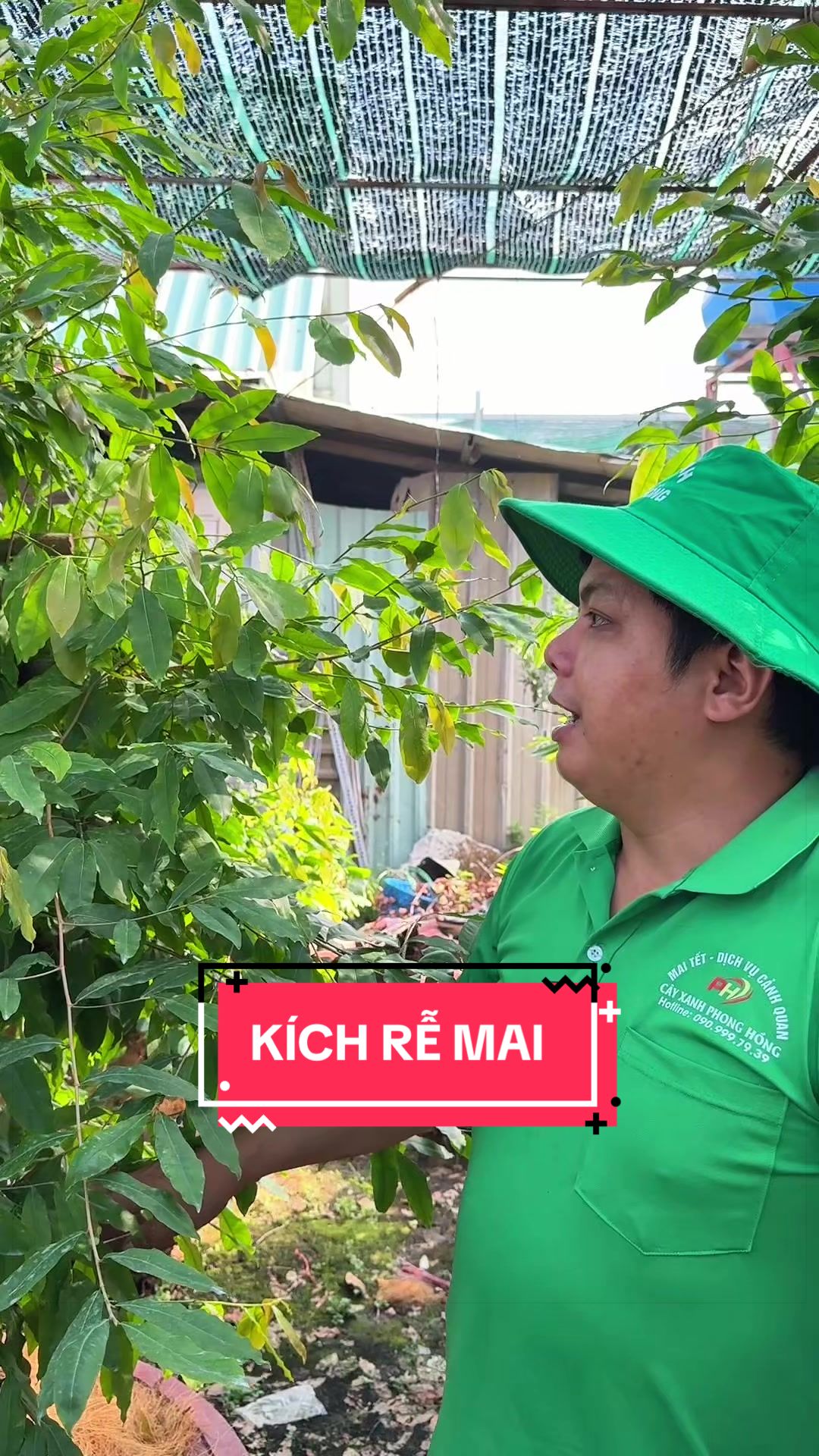 @C&acirc;y Xanh Phong Hồng