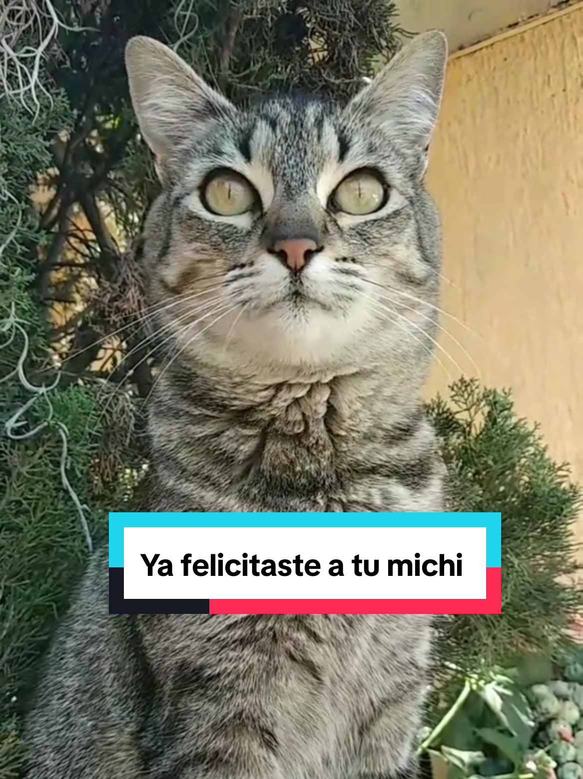 @Lunita🐱🌜