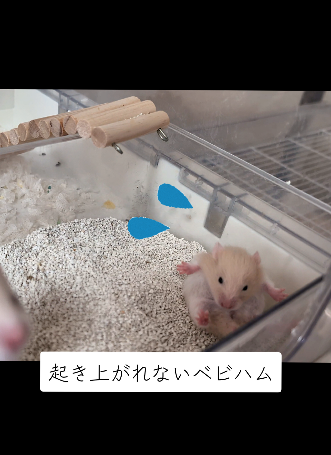 @鼻声🐹主婦