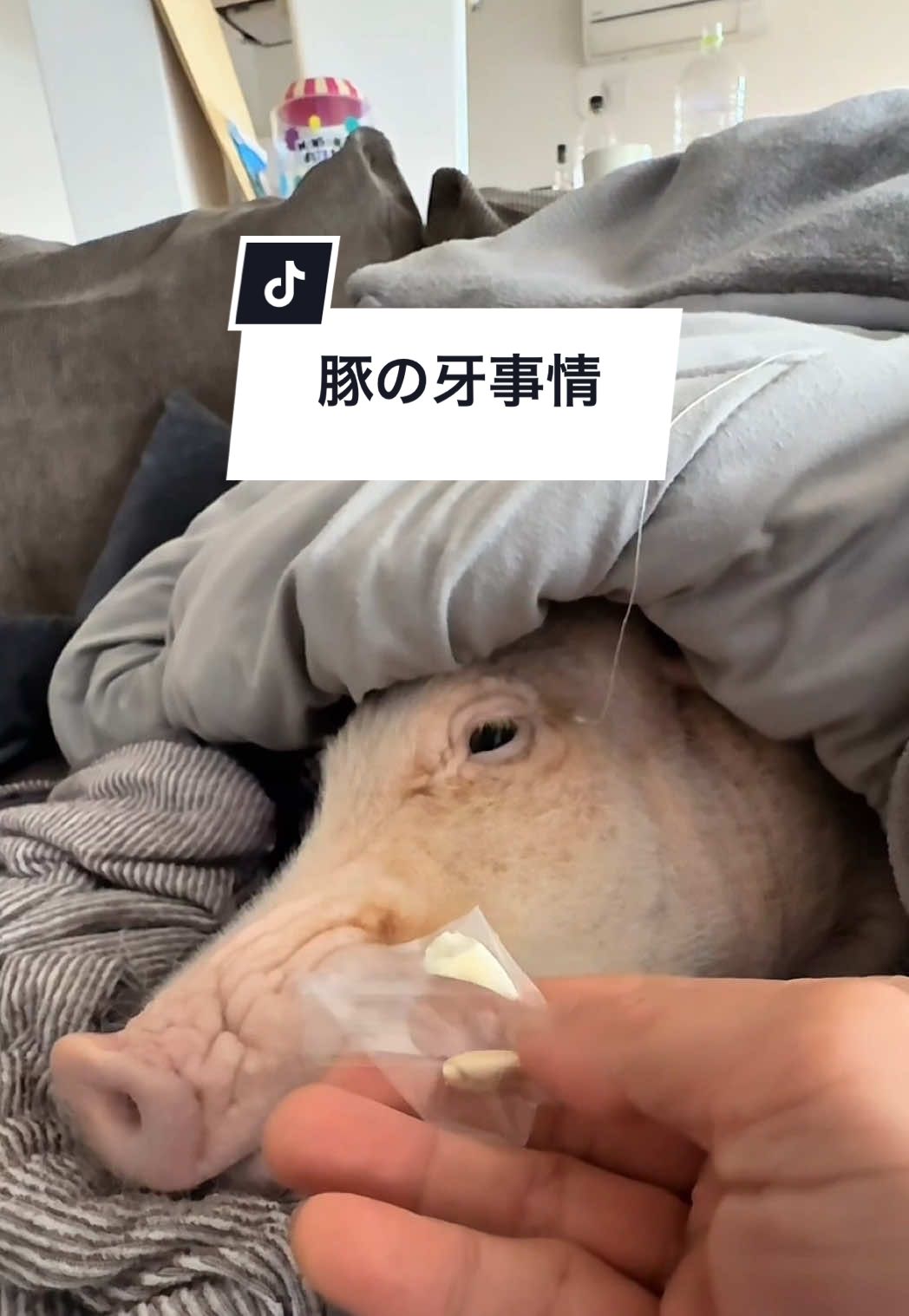 @めんべぇ家🐽💢