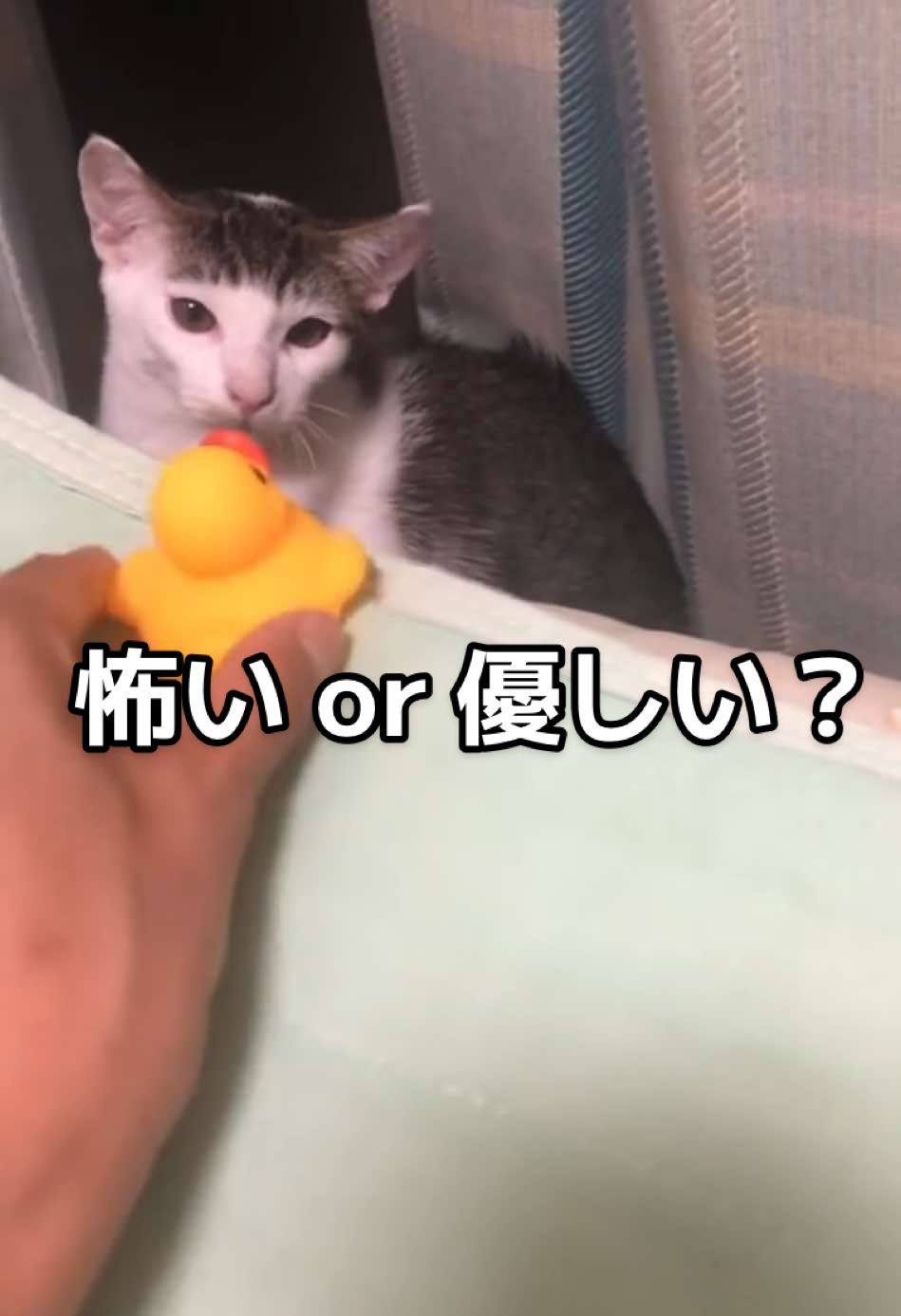 @ちょびみぃ兄弟❤︎🫧