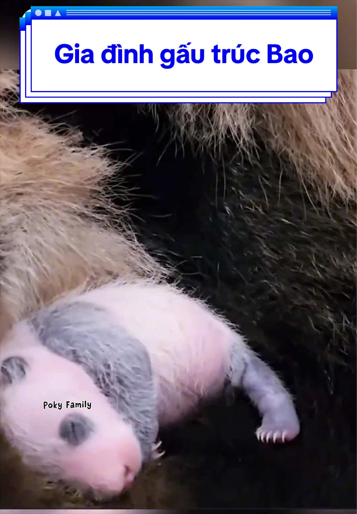 @Poky Family