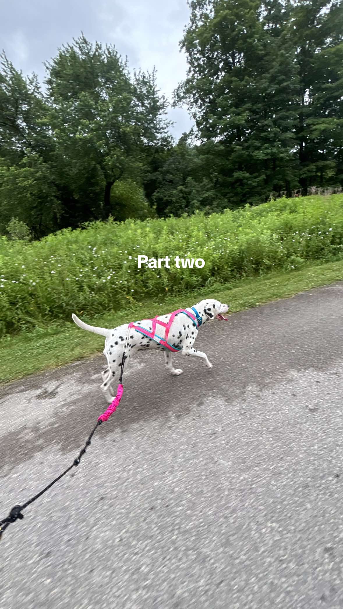 @Nevada the Dalmatian