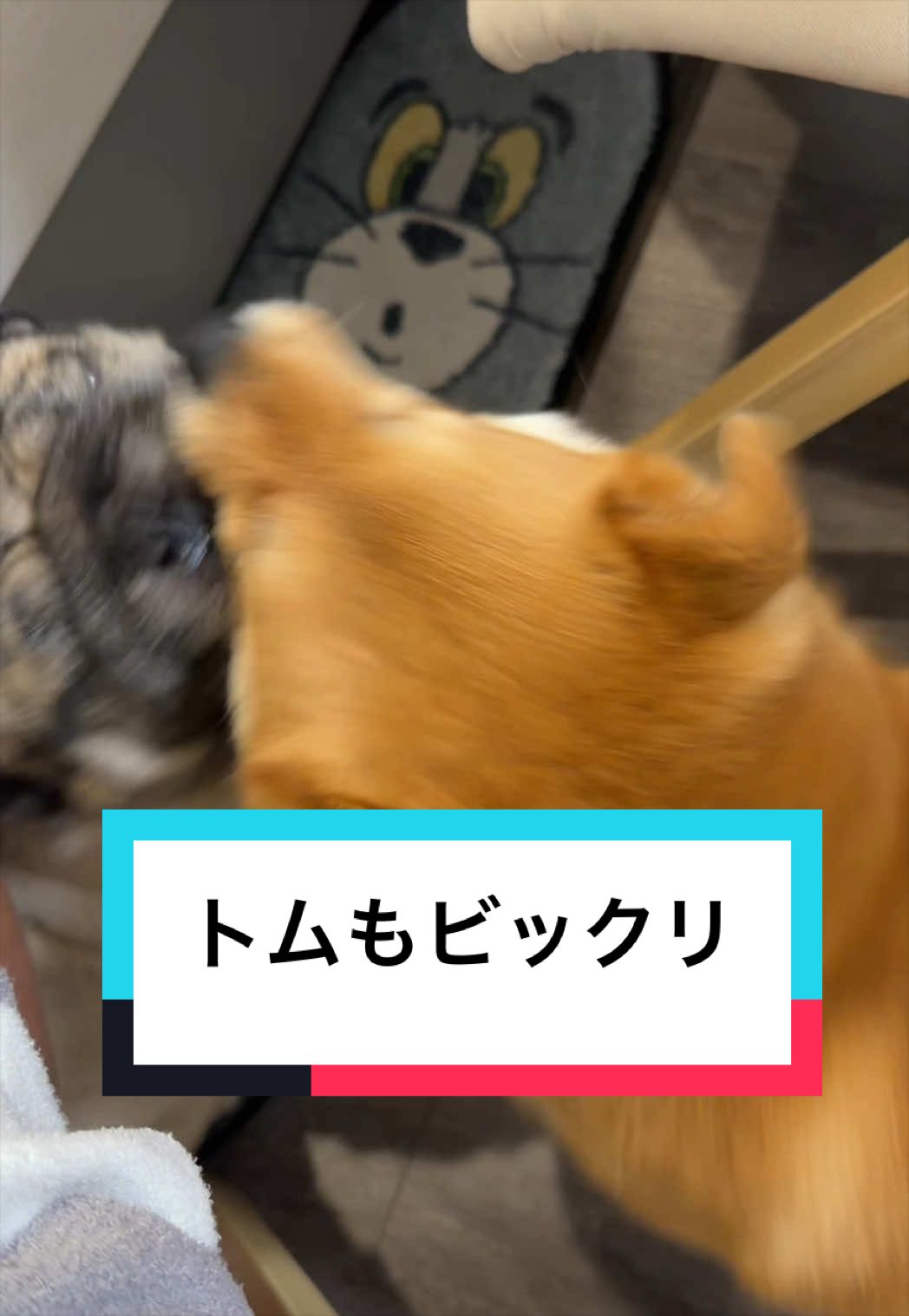 @9/28🎂おじ生誕祭🐶とん&ぺっぺこぺー🦊