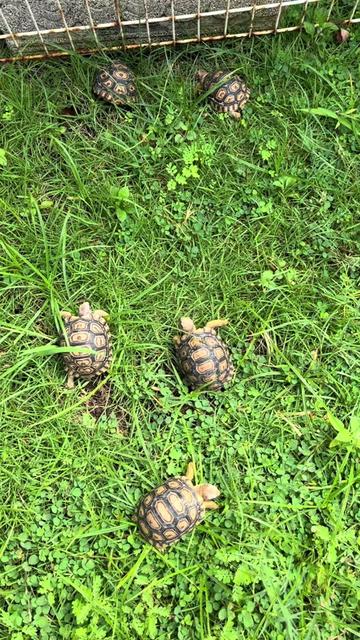 @ReptileTeamSby