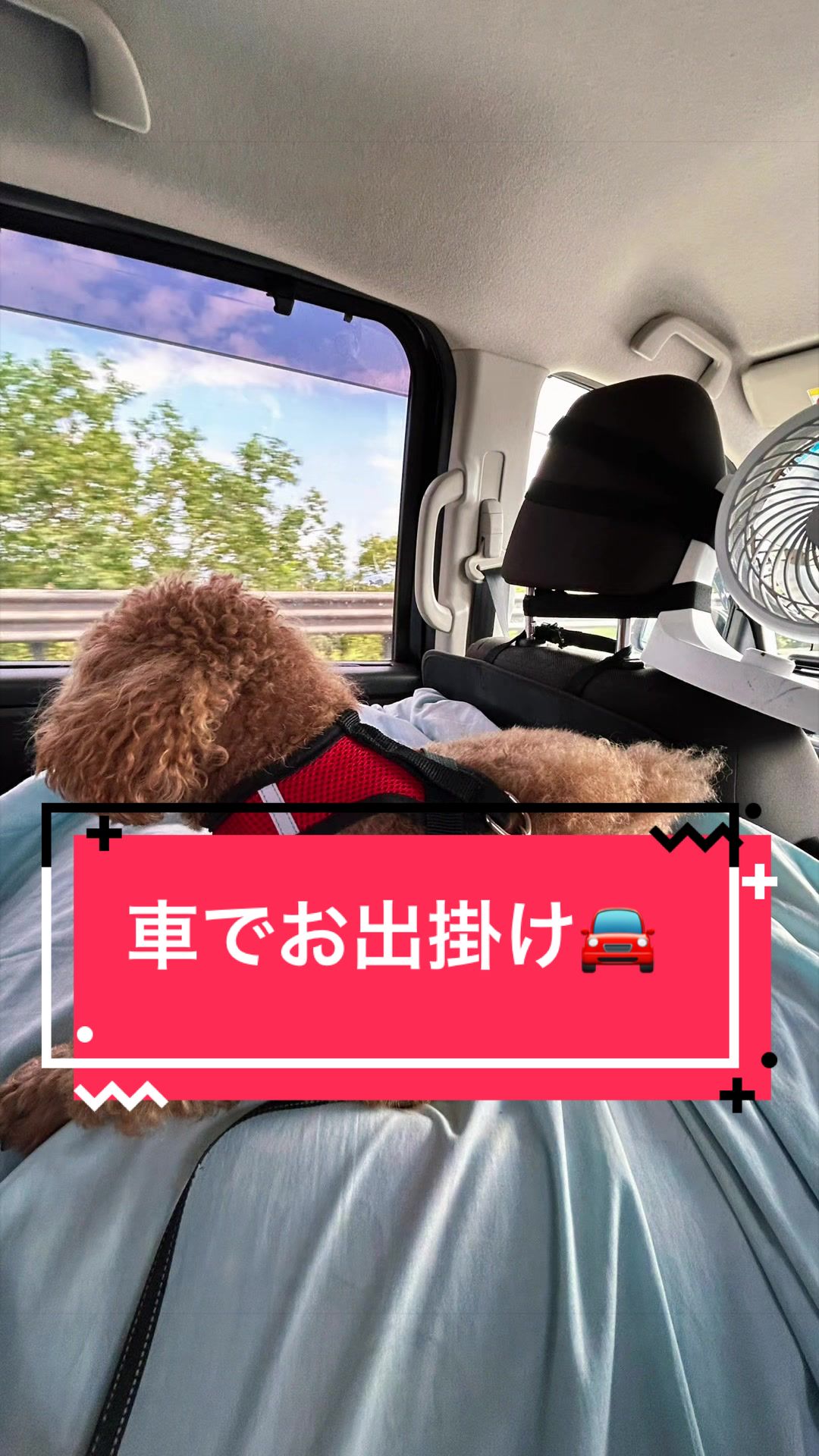 @カンキツ