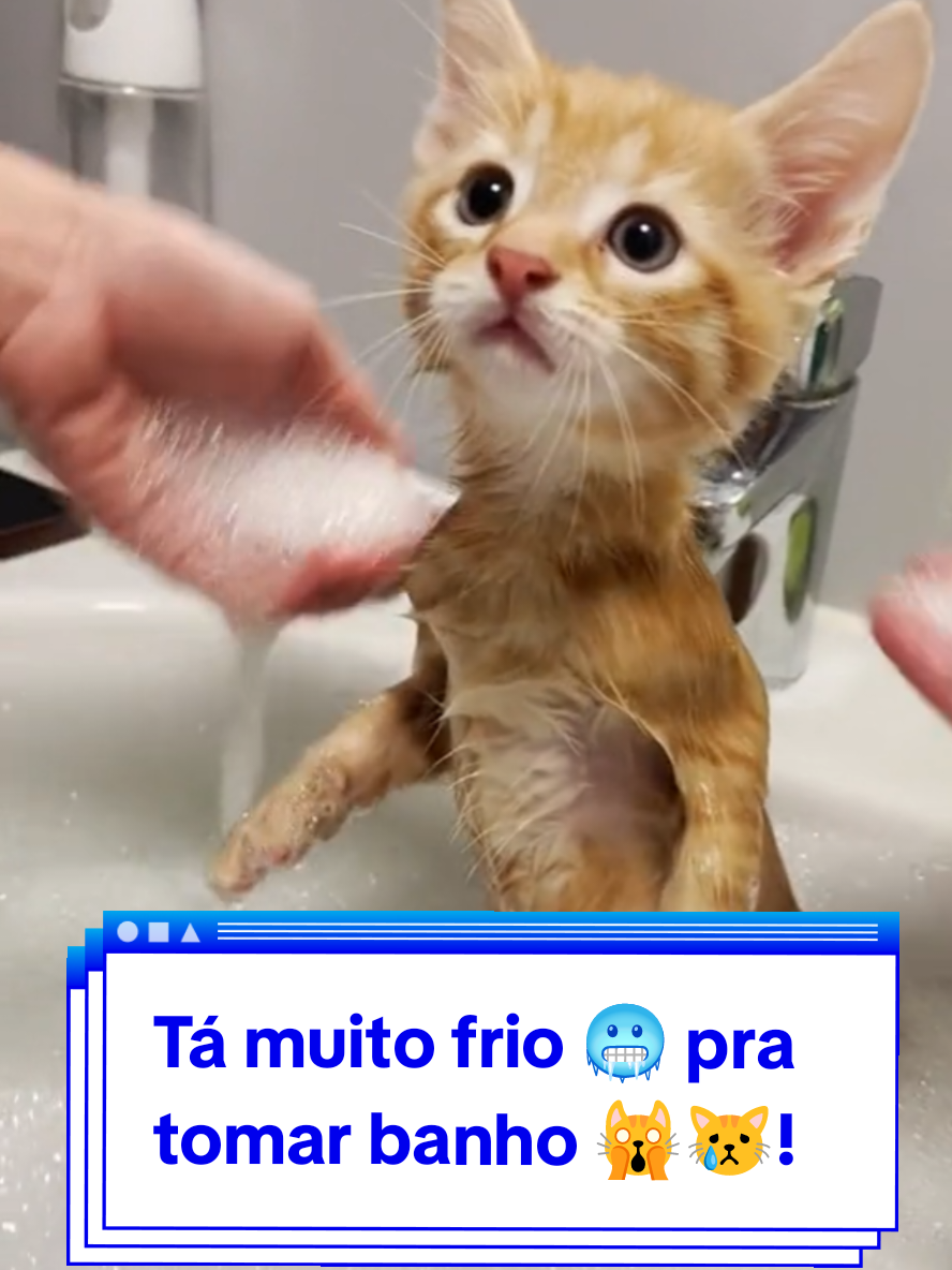 @Gatosetravessuras@10